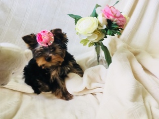 Yorkshire Terrier Puppy for sale in ALGONA, WA, USA