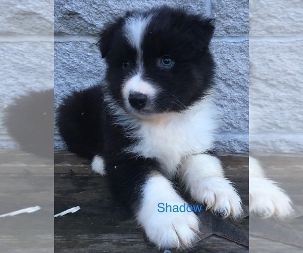 Medium Photo #9 Australian Shepherd Puppy For Sale in ARBA, IN, USA