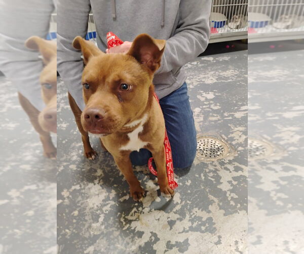 Medium Photo #4 American Pit Bull Terrier-Unknown Mix Puppy For Sale in Linton, IN, USA