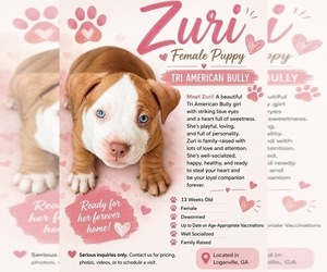 Medium American Bully