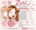 Puppy Zuri American Bully