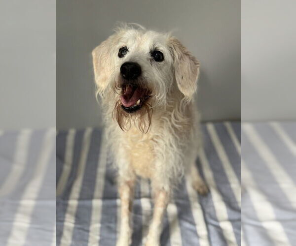 Medium Photo #2 Mutt Puppy For Sale in Oak Bluffs, MA, USA