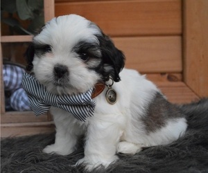 Shih Tzu Puppy for sale in HONEY BROOK, PA, USA