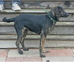 Small #7 Plott Hound Mix