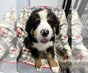 Bernese Mountain Dog Puppy for sale in ENON, OH, USA