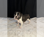 Small #1 French Bulldog
