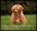 Small Photo #47 Poodle (Miniature) Puppy For Sale in COPPOCK, IA, USA