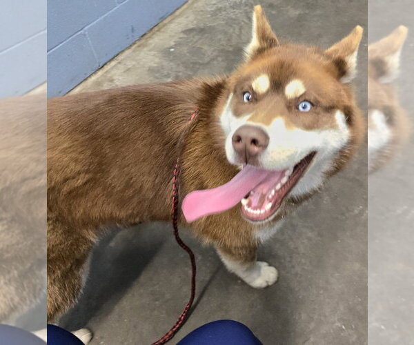 Medium Photo #5 Siberian Husky Puppy For Sale in Evansville, IN, USA