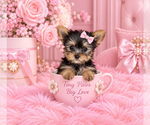 cute puppy - Female Yorkshire Terrier Puppy for Sale - Photo #18