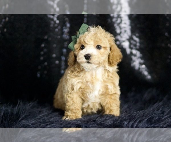 Medium Photo #48 Maltipoo Puppy For Sale in WARSAW, IN, USA