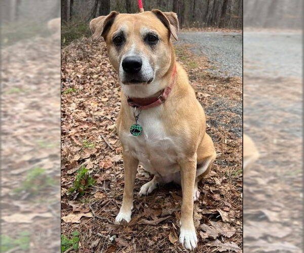 Medium Photo #2 Labrador Retriever-Unknown Mix Puppy For Sale in Canton, CT, USA