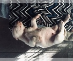Small Photo #14 Dogo Argentino Puppy For Sale in CANON CITY, CO, USA