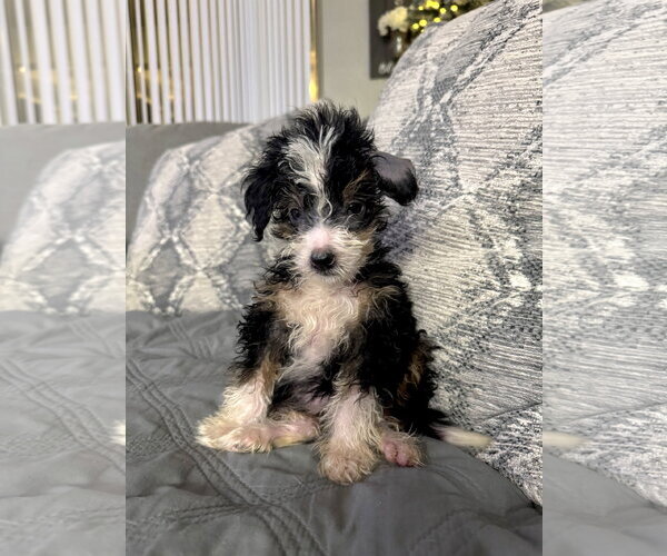 Medium Photo #7 Bernese Mountain Dog-Poodle (Miniature) Mix Puppy For Sale in Valrico, FL, USA
