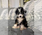 Small #6 Bernese Mountain Dog-Poodle (Miniature) Mix