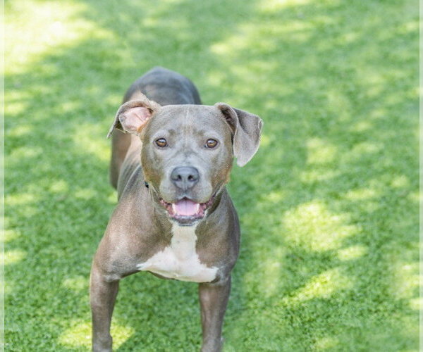 Medium Photo #3  Puppy For Sale in , 