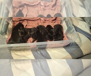 Rottweiler Puppy for sale in LAKELAND, FL, USA