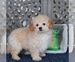 Small #3 Poochon