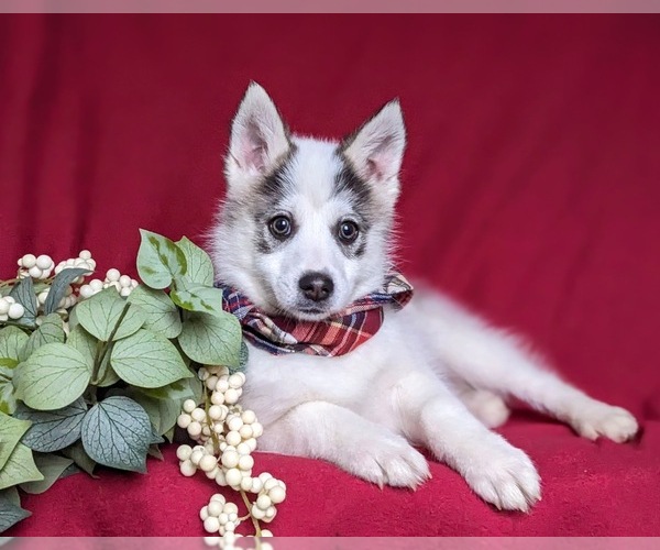Medium Photo #5 Pomsky Puppy For Sale in CHRISTIANA, PA, USA