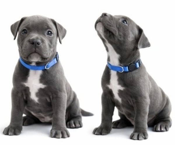 Medium Photo #2 American Pit Bull Terrier Puppy For Sale in ORANGE, NJ, USA