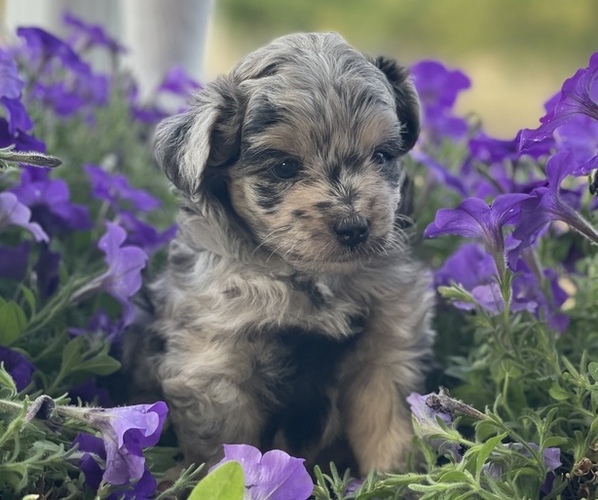 Medium Photo #3 Aussiedoodle Miniature  Puppy For Sale in GARLAND, KS, USA