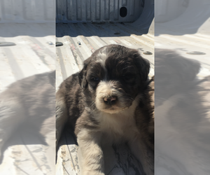 Aussiedoodle Puppy for sale in FALKVILLE, AL, USA