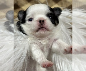 Japanese Chin Puppy for sale in SALEM, OR, USA