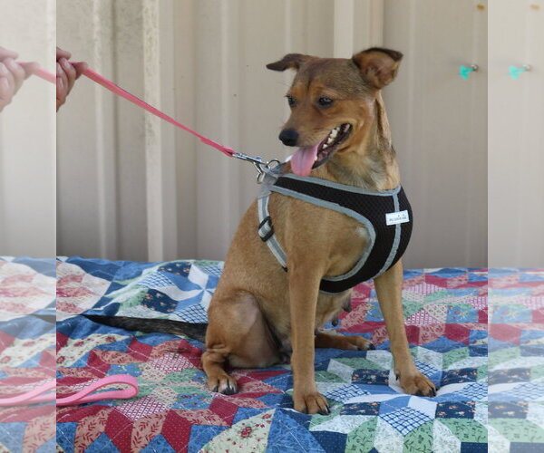 Medium Photo #2 Mutt Puppy For Sale in Bandera, TX, USA