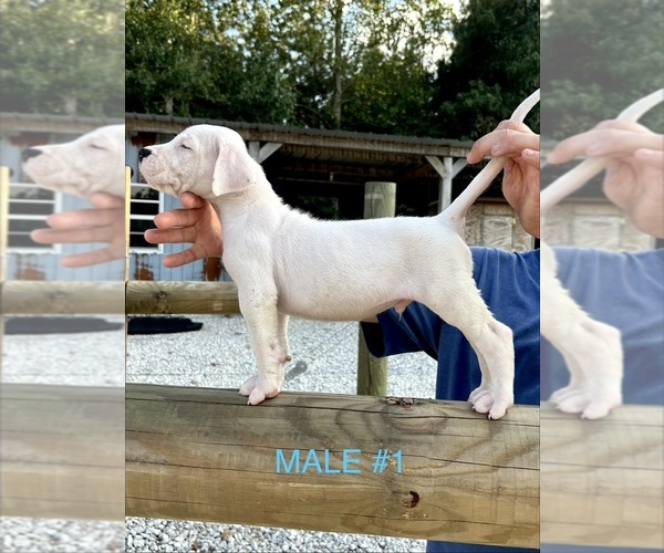 Medium Photo #2 Dogo Argentino Puppy For Sale in MINTER CITY, MS, USA
