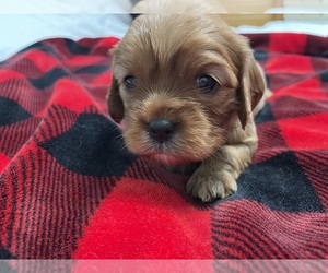 Cavalier King Charles Spaniel Puppy for sale in KANSAS CITY, MO, USA