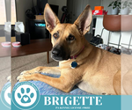 Small #27 German Shepherd Dog Mix