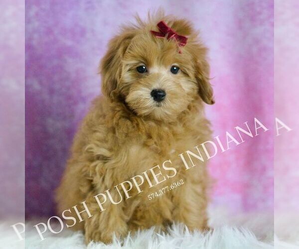 Medium Photo #5 Maltipoo (Miniature) Puppy For Sale in WARSAW, IN, USA