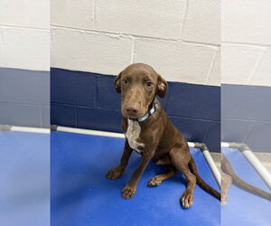 Mutt Dogs for adoption in Sterling, MA, USA
