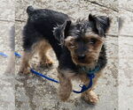 Small #1 Mutt