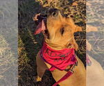Small #1 American Staffordshire Terrier Mix