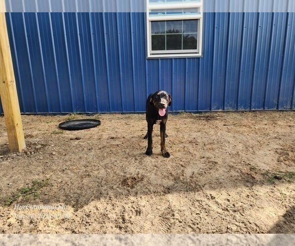 Medium Photo #7 Catahoula Leopard Dog Puppy For Sale in CUMBY, TX, USA