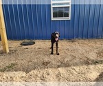 Small #6 Catahoula Leopard Dog