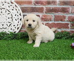 Small #7 English Cream Golden Retriever