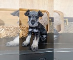 Small #11 Schnauzer (Miniature)