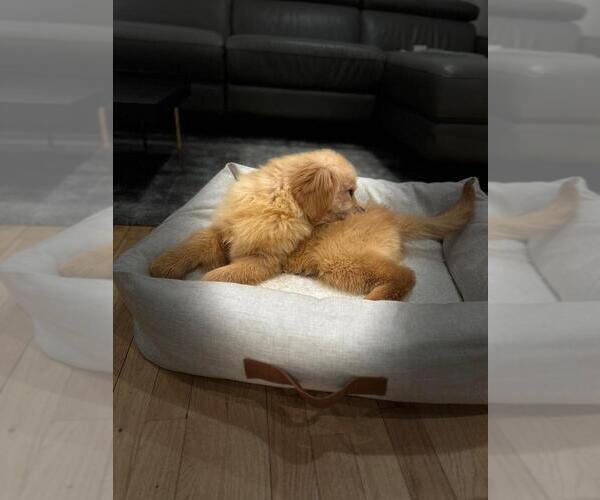 Medium Photo #15 Golden Retriever Puppy For Sale in SPRING VALLEY, NY, USA