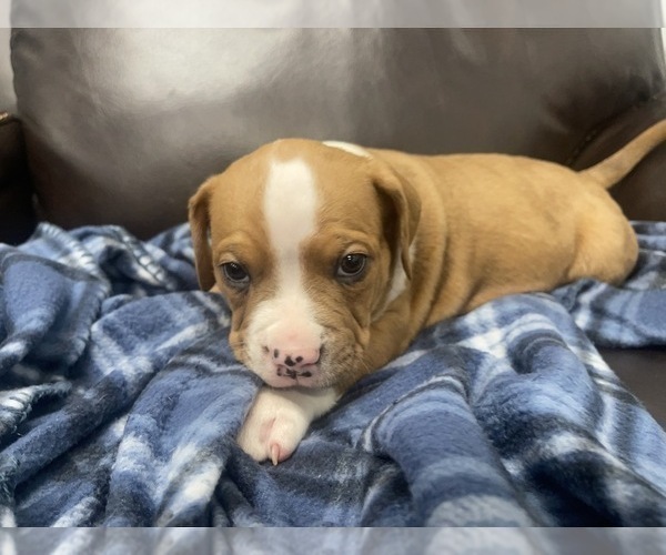 Medium Photo #82 American Bully Puppy For Sale in REESEVILLE, WI, USA