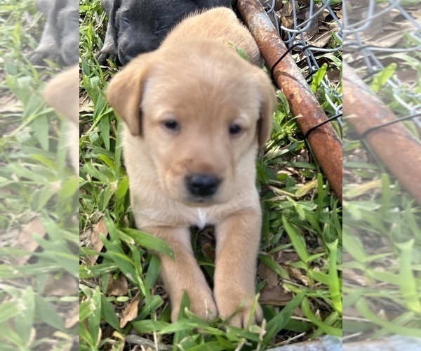 Medium Photo #2 Labrador Retriever Puppy For Sale in KISSIMMEE, FL, USA
