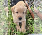 Small #1 Labrador Retriever