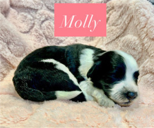 Medium Photo #1 Portuguese Water Dog Puppy For Sale in BAYTOWN, TX, USA