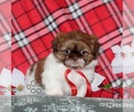 Small #2 Shih Tzu