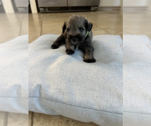 Medium Photo #5 Schnauzer (Miniature) Puppy For Sale in RIVERSIDE, CA, USA