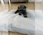 Small #4 Schnauzer (Miniature)