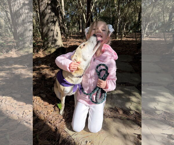 Medium Photo #3 Mutt Puppy For Sale in The Woodlands, TX, USA