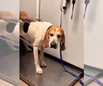 Small #4 Beagle