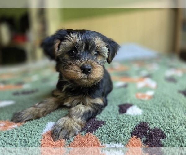 Medium Photo #44 Yorkshire Terrier Puppy For Sale in RHOADESVILLE, VA, USA