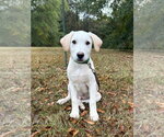 Jinx - Male Golden Labrador Dog for Adoption - Small photo